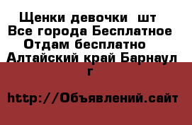 Щенки девочки 4шт - Все города Бесплатное » Отдам бесплатно   . Алтайский край,Барнаул г.